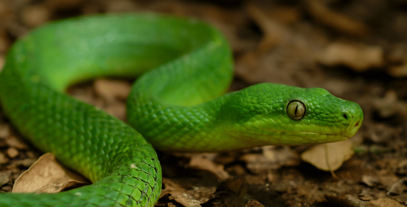 Sognare Serpenti Verdi